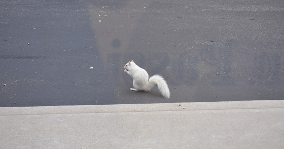 Albino squirrel eating a snack in the parking lot