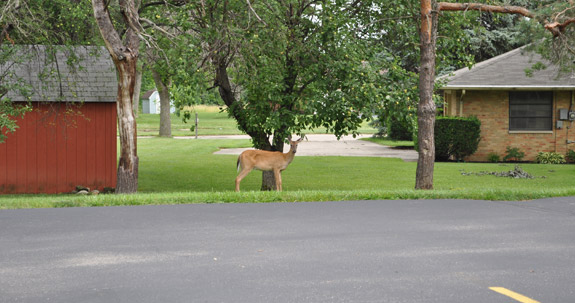 Deer standing in the grass outside the office