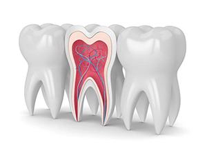Roots and canals of the inner tooth